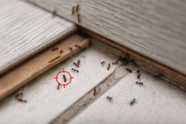 Best Bed Bug Extermination  in Patrick Af, FL