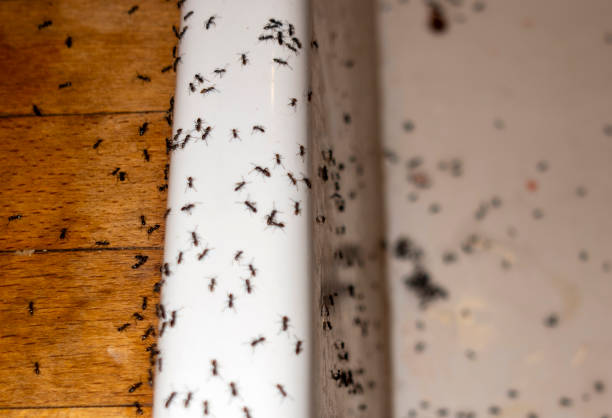 Patrick Af, FL Pest Control Company