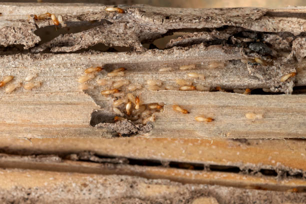 Best Spider Control Near Me  in Patrick Af, FL